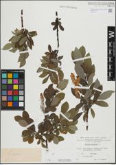 Foto von Salix hastata L.